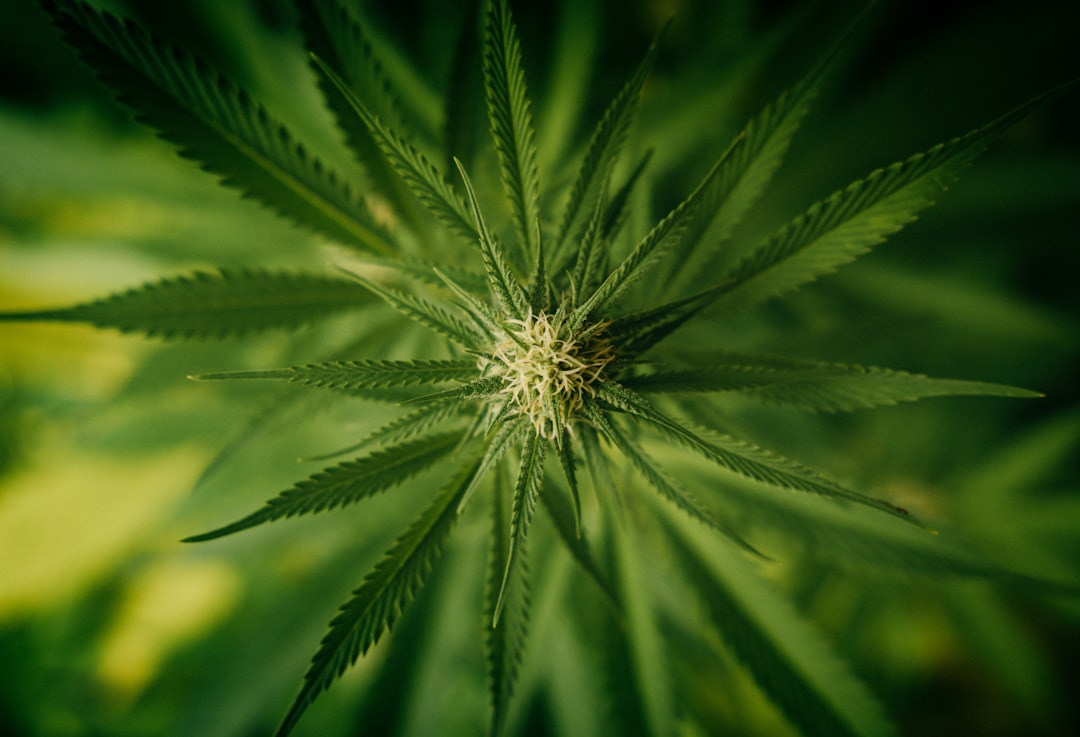 CED Clinic: Personalized Cannabis Medicine 335 Cannabis Combination Eased End-of-Life Agitation in Dementia Patients