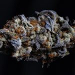 THC/CBD Reduces Agitation in Late-Stage Dementia | Cannabis Sciences