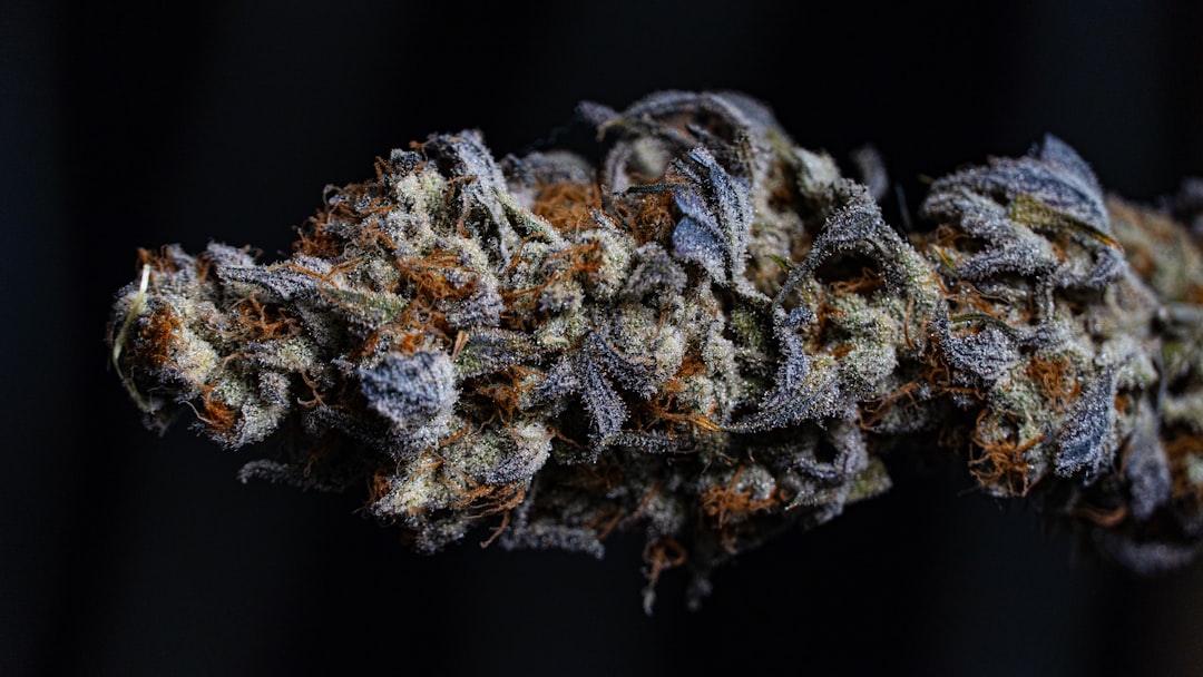 CED Clinic: Personalized Cannabis Medicine 345 THC/CBD Reduces Agitation in Late-Stage Dementia | Cannabis Sciences