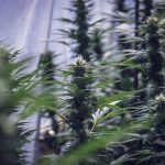 CBDa Benefits: What the Research Says in 2026 - Hemp Flower Co.