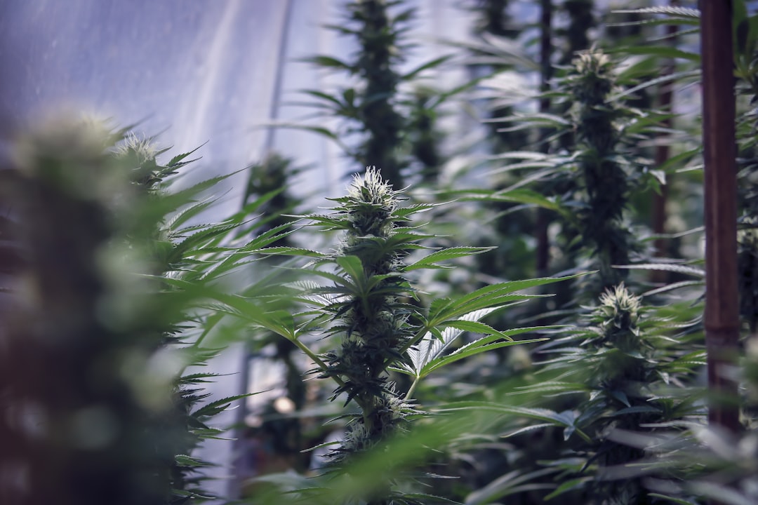 CED Clinic: Personalized Cannabis Medicine 338 CBDa Benefits: What the Research Says in 2026 – Hemp Flower Co.