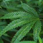 Endothelial cannabinoid CB1 receptor deficiency reduces shear stress-induced arterial ...