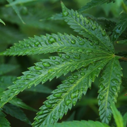 Endothelial cannabinoid CB1 receptor deficiency reduces shear stress-induced arterial ...