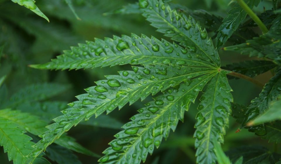 Endothelial cannabinoid CB1 receptor deficiency reduces shear stress-induced arterial ...