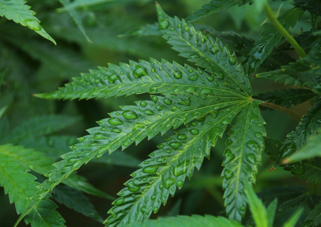 Endothelial cannabinoid CB1 receptor deficiency reduces shear stress-induced arterial …