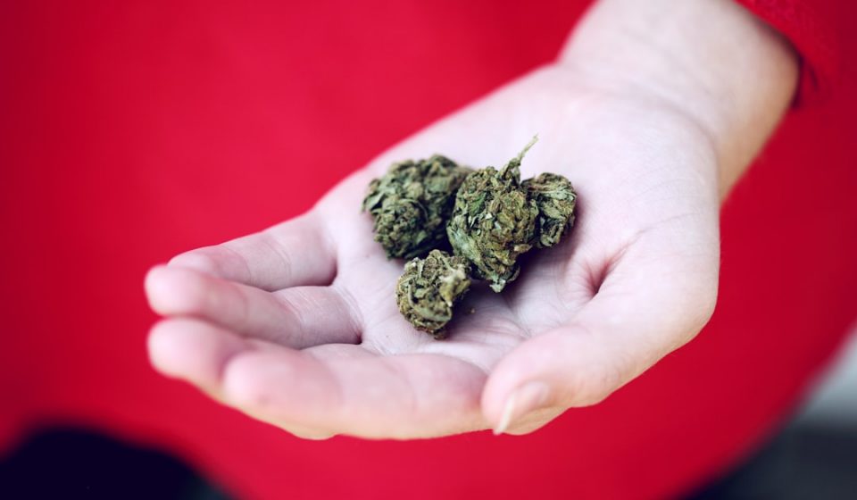 Study Published in Pediatrics Finds Infrequent Cannabis Use Can Impact Adolescent ...