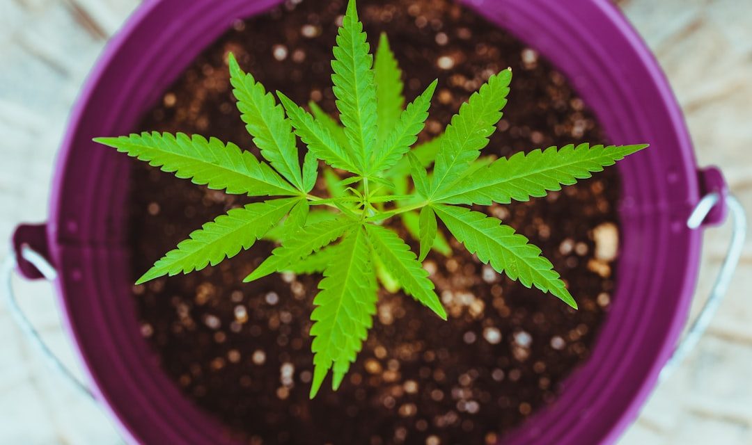 New Study Suggests Cannabis-Based Medicine May Help Ease Dementia AgitationBut ...