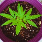 New Study Suggests Cannabis-Based Medicine May Help Ease Dementia AgitationBut ...