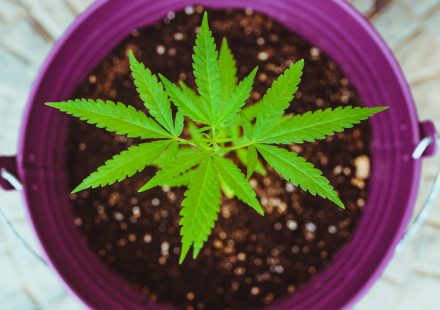 New Study Suggests Cannabis-Based Medicine May Help Ease Dementia AgitationBut ...