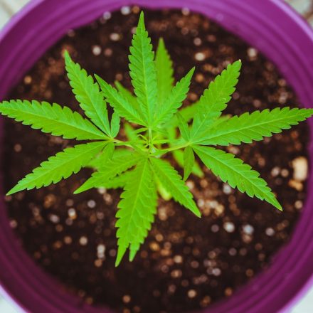 New Study Suggests Cannabis-Based Medicine May Help Ease Dementia AgitationBut ...