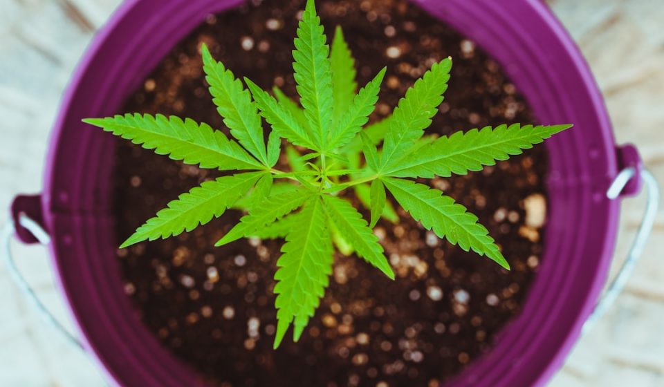 New Study Suggests Cannabis-Based Medicine May Help Ease Dementia AgitationBut ...