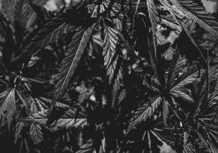 Is it cannabis-induced psychosis or bipolar disorder? - KevinMD.com