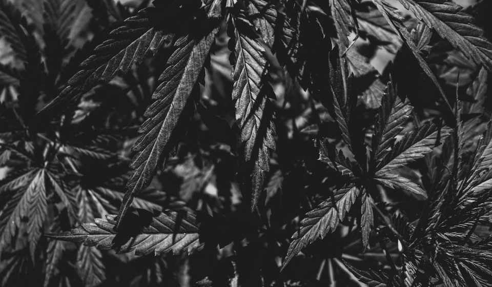 Is it cannabis-induced psychosis or bipolar disorder? - KevinMD.com