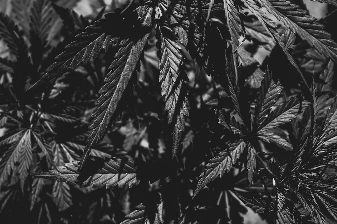Is it cannabis-induced psychosis or bipolar disorder? – KevinMD.com
