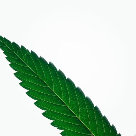 Healthcare Professionals Agree Cannabis Has "Legitimate Therapeutic Uses"