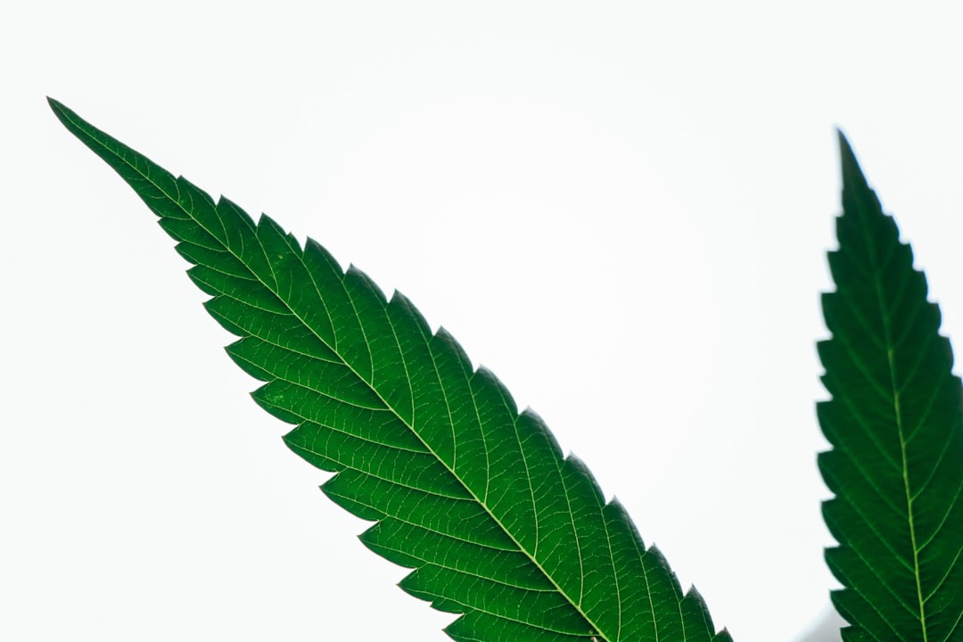 CED Clinic: Personalized Cannabis Medicine 331 Healthcare Professionals Agree Cannabis Has "Legitimate Therapeutic Uses"
