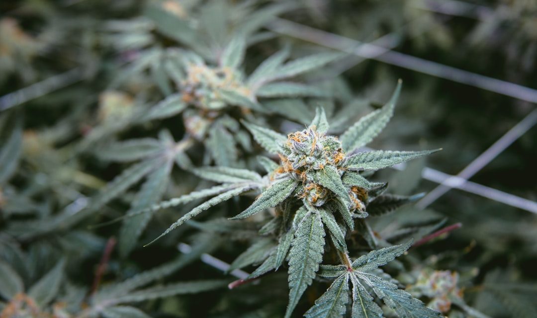 Medicinal Cannabis Matters: Friday Roundup - 24 July 2026