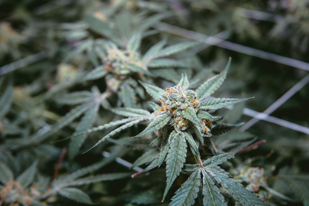 Medicinal Cannabis Matters: Friday Roundup – 24 July 2026