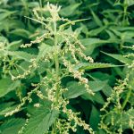 Sativa or Indica for Inflammation: PA MMJ Patient Guide