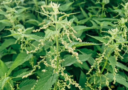 Sativa or Indica for Inflammation: PA MMJ Patient Guide