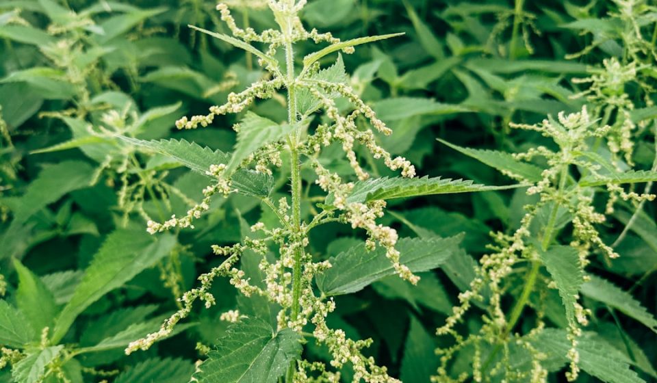 Sativa or Indica for Inflammation: PA MMJ Patient Guide