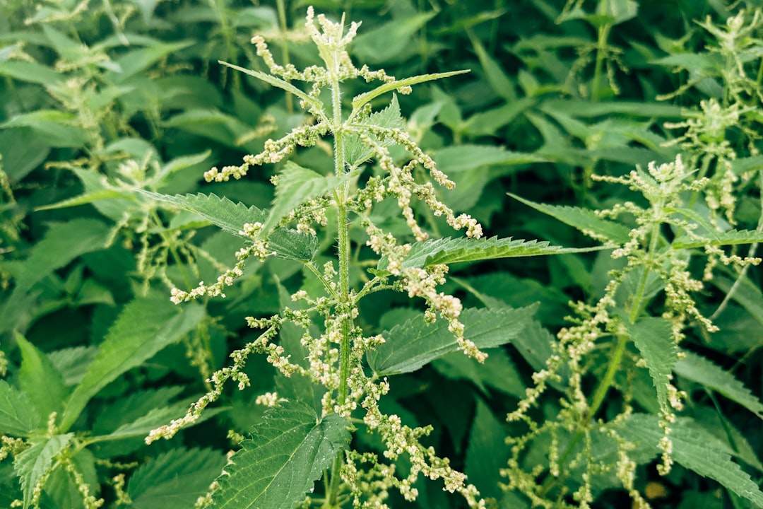 CED Clinic: Personalized Cannabis Medicine 340 Sativa or Indica for Inflammation: PA MMJ Patient Guide