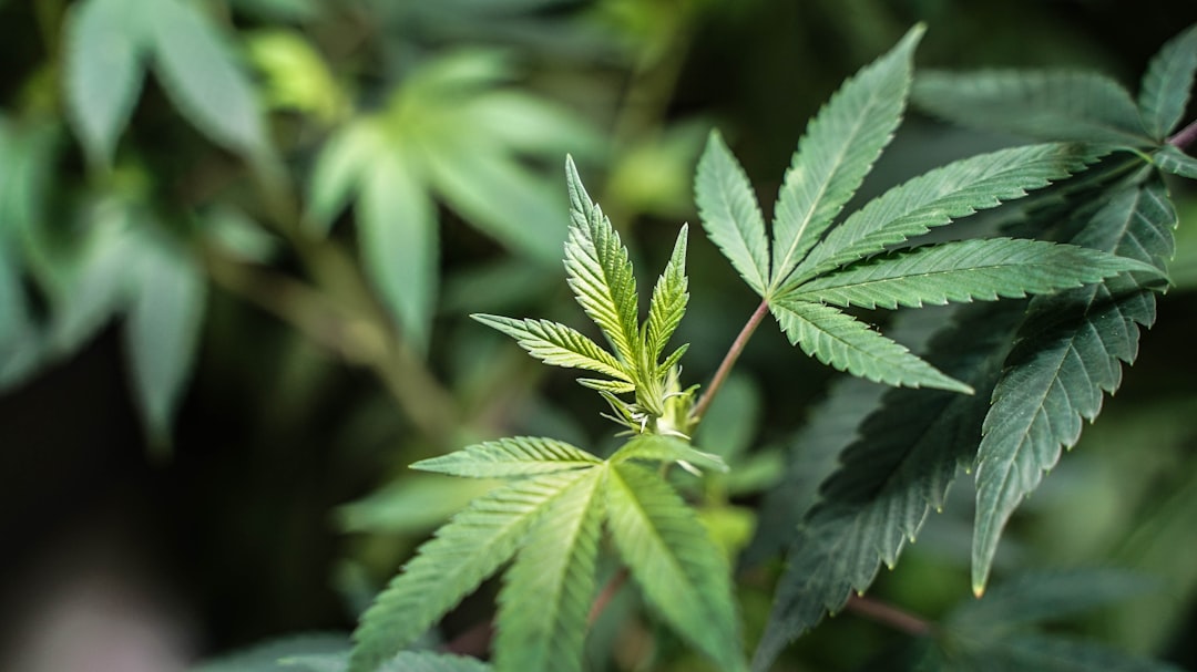 CED Clinic: Personalized Cannabis Medicine 331 Kentucky Medical Cannabis in Hospitals: What the Ryan’s Law Proposal Could Mean