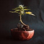 Cannabis as Medicine: A Brief History of Humans Using a Plant While Pretending It's Dangerous