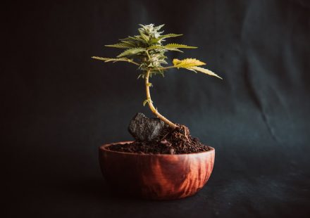 Cannabis as Medicine: A Brief History of Humans Using a Plant While Pretending It's Dangerous
