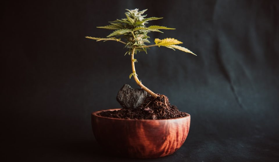 Cannabis as Medicine: A Brief History of Humans Using a Plant While Pretending It's Dangerous