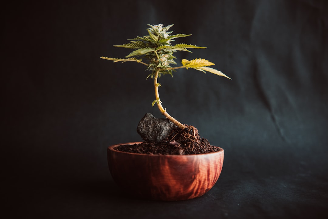 CED Clinic: Personalized Cannabis Medicine 341 Cannabis as Medicine: A Brief History of Humans Using a Plant While Pretending It’s Dangerous