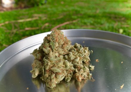 Florida Medical Marijuana Sales Top 12.1 Billion mg of THC and 4.1 Million Ounces in 2026