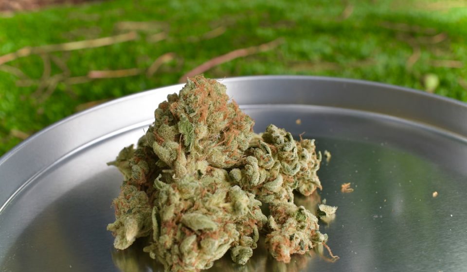 Florida Medical Marijuana Sales Top 12.1 Billion mg of THC and 4.1 Million Ounces in 2026