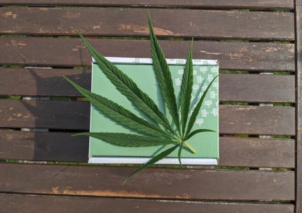 Medicinal cannabis: Practical prescribing, safety and pathways