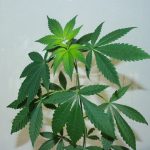 Michigan Supreme Court: Marijuana use can't be banned as probation condition