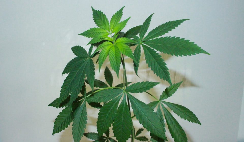 Michigan Supreme Court: Marijuana use can't be banned as probation condition