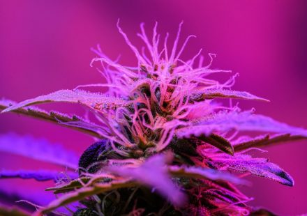 Marijuana's 'Entourage Effect' Varies By Terpene And Cannabinoid Receptor, New Study Suggests