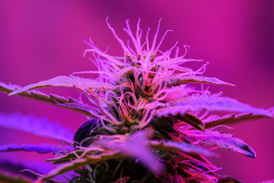CED Clinic: Personalized Cannabis Medicine 344 Marijuana’s ‘Entourage Effect’ Varies By Terpene And Cannabinoid Receptor, New Study Suggests
