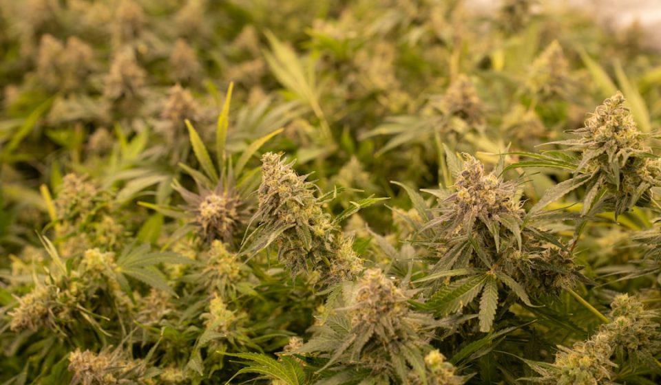 German Cannabis Market Study: Rising THC, Dropping Prices