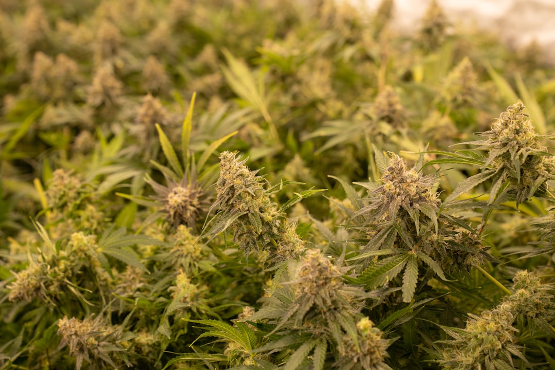 German Cannabis Market Study: Rising THC, Dropping Prices