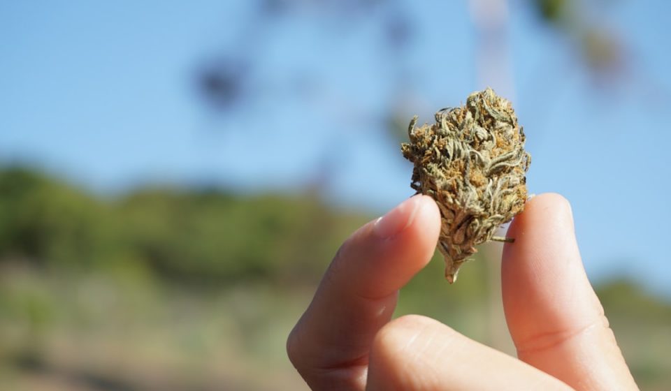 Agitation in Dementia Can Be Helped by Medical Cannabis, Study Suggests