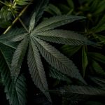 Can cannabis cause schizophrenia? : r/medicine