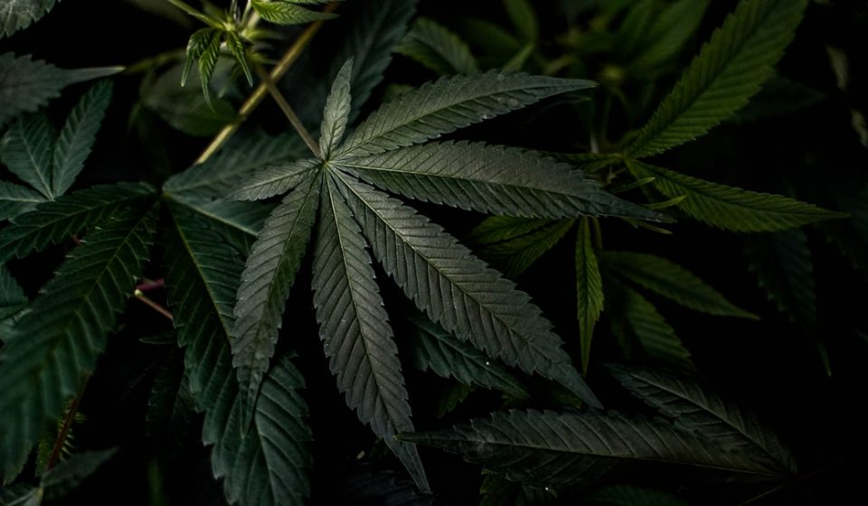 Can cannabis cause schizophrenia? : r/medicine
