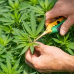Legislators receive medical cannabis update, express concerns | News