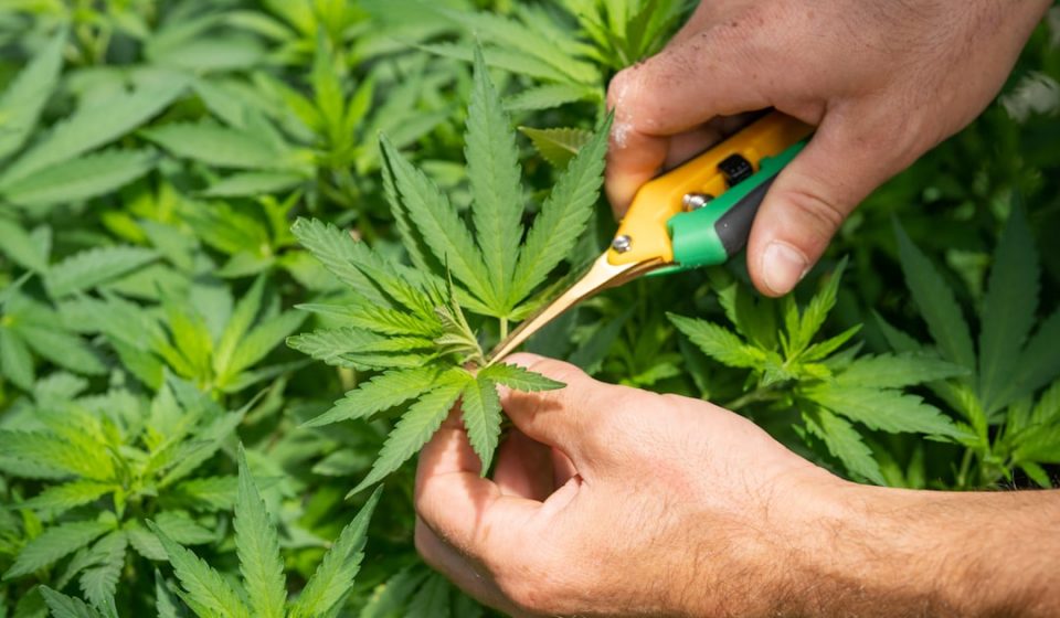 Legislators receive medical cannabis update, express concerns | News