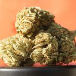 German Patients Prefer Medical Cannabis with a High THC Content