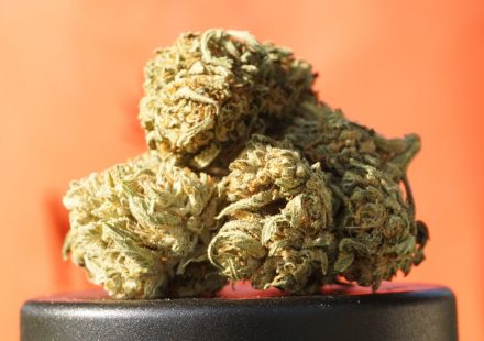 German Patients Prefer Medical Cannabis with a High THC Content