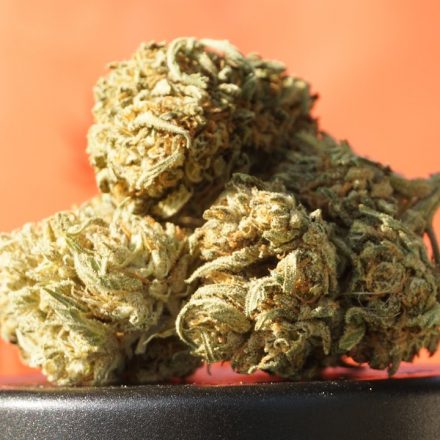 German Patients Prefer Medical Cannabis with a High THC Content