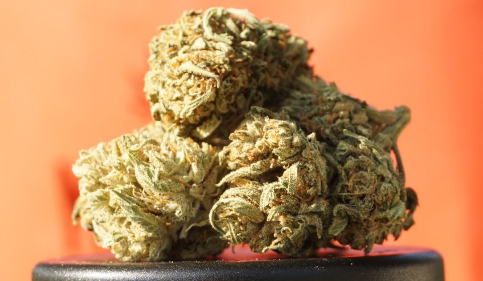 German Patients Prefer Medical Cannabis with a High THC Content