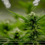 Study: Marijuana Use Linked to Improved Quality of Life and Symptom Relief Among ...